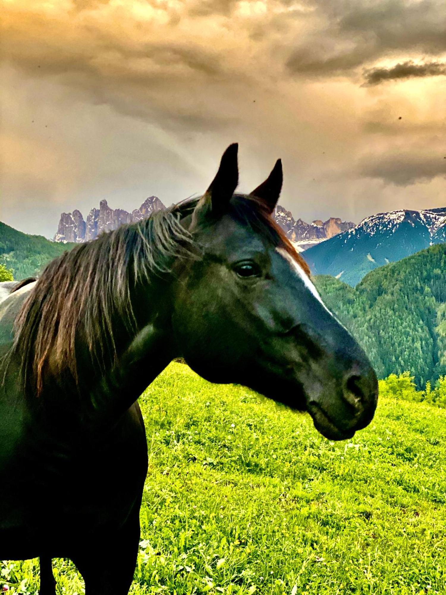 Oberprantschoellhof - Horse Mountain Stable Брессаноне Экстерьер фото